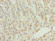 Immunohistochemistry of paraffin-embedded human adrenal gland tissue using CSB-PA026594LA01HU at dilution of 1:100