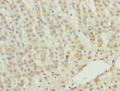 Immunohistochemistry of paraffin-embedded human adrenal gland tissue using CSB-PA026594LA01HU at dilution of 1:100