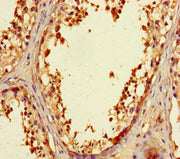 Immunohistochemistry of paraffin-embedded human testis tissue using CSB-PA026598LA01HU at dilution of 1:100