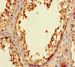 Immunohistochemistry of paraffin-embedded human testis tissue using CSB-PA026598LA01HU at dilution of 1:100