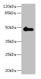 Western blot All lanes: ZNF232 antibody at 0.8µg/ml + Mouse heart tissue Secondary Goat polyclonal to rabbit IgG at 1/10000 dilution Predicted band size: 48, 47 kDa Observed band size: 48 kDa