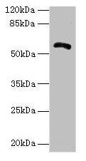 Western blot All lanes: ZBTB18 antibody at 14µg/ml + Hela whole cell lysate Secondary Goat polyclonal to rabbit IgG at 1/10000 dilution Predicted band size: 59, 60 kDa Observed band size: 59 kDa