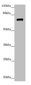 Western blot All lanes: ZNF264 antibody at 1.02µg/ml + Jurkat whole cell lysate Secondary Goat polyclonal to rabbit IgG at 1/10000 dilution Predicted band size: 71 kDa Observed band size: 71 kDa