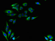 Immunofluorescent analysis of HepG2 cells using CSB-PA02667A0Rb at dilution of 1:100 and Alexa Fluor 488-congugated AffiniPure Goat Anti-Rabbit IgG(H+L)