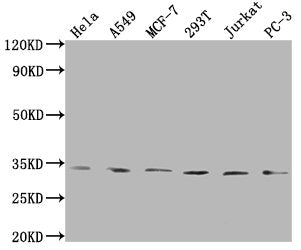 Western Blot Positive WB detected in: Hela whole cell lysate, A549 whole cell lysate, MCF-7 whole cell lysate, 293T whole cell lysate, Jurkat whole cell lysate, PC-3 whole cell lysate All lanes: ZNF346 antibody at 1:1000 Secondary Goat polyclonal...