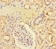 Immunohistochemistry of paraffin-embedded human kidney tissue using CSB-PA026702LA01HU at dilution of 1:100