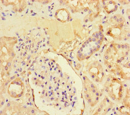 Immunohistochemistry of paraffin-embedded human kidney tissue using CSB-PA026702LA01HU at dilution of 1:100