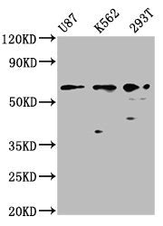 Western Blot Positive WB detected in: U87 whole cell lysate, K562 whole cell lysate, 293T whole cell lysate All lanes: ZNF37A antibody at 2.6µg/ml Secondary Goat polyclonal to rabbit IgG at 1/50000 dilution Predicted band size: 66 kDa Observed ban...