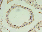 Immunohistochemistry of paraffin-embedded human testis tissue using CSB-PA026720LA01HU at dilution of 1:100