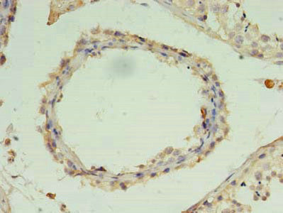 Immunohistochemistry of paraffin-embedded human testis tissue using CSB-PA026720LA01HU at dilution of 1:100