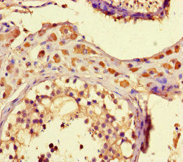 Immunohistochemistry of paraffin-embedded human testis tissue using CSB-PA026728LA01HU at dilution of 1:100