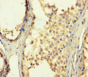 Immunohistochemistry of paraffin-embedded human testis tissue using CSB-PA026765LA01HU at dilution of 1:100
