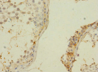 Immunohistochemistry of paraffin-embedded human testis tissue using CSB-PA026845LA01HU at dilution of 1:100