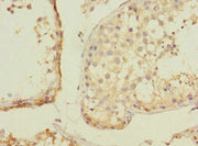 Immunohistochemistry of paraffin-embedded human testis tissue using CSB-PA026864LA01HU at dilution of 1:100
