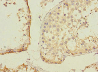 Immunohistochemistry of paraffin-embedded human testis tissue using CSB-PA026864LA01HU at dilution of 1:100
