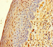Immunohistochemistry of paraffin-embedded human tonsil tissue using CSB-PA026869LA01HU at dilution of 1:100