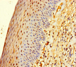 Immunohistochemistry of paraffin-embedded human tonsil tissue using CSB-PA026869LA01HU at dilution of 1:100