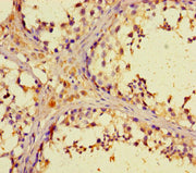 Immunohistochemistry of paraffin-embedded human testis tissue using CSB-PA026928LA01HU at dilution of 1:100