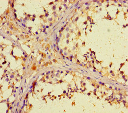 Immunohistochemistry of paraffin-embedded human testis tissue using CSB-PA026928LA01HU at dilution of 1:100