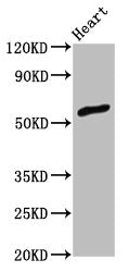 Western Blot Positive WB detected in: Rat heart tissue All lanes: ZNF703 antibody at 3ug/ml Secondary Goat polyclonal to rabbit IgG at 1/50000 dilution Predicted band size: 59 kDa Observed band size: 59 kDa