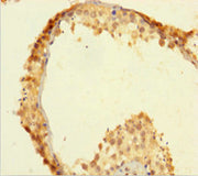 Immunohistochemistry of paraffin-embedded human testis tissue using CSB-PA027136LA01HU at dilution of 1:100