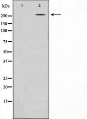 Western blot analysis on HeLa cell lysate using CBP Antibody