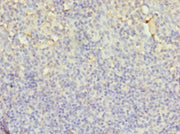 Immunohistochemistry of paraffin-embedded human tonsil tissue using CSB-PA02769A0Rb at dilution of 1:100