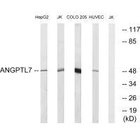 Western blot analysis of extracts from HepG2 cells, Jurkat cells, COLO cells and HUVEC cells, using ANGPTL7 antibody.