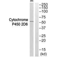 Western blot analysis of extracts from 293 cells, using Cytochrome P450 2D6 antibody.