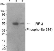 Western blot analysis of extracts from 293 cells (Lane 2) and colo cells (Lane 3), using IRF-3 (Phospho-Ser386) Antibody. The lane on the left is treated with antigen-specific peptide.