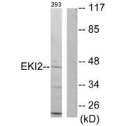 Western blot analysis of extracts from 293 cells, using EKI2 antibody.