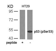 Western blot analysis of extracts from HT29 cells using p53(Phospho-Ser33) Antibody and the same antibody preincubated with blocking peptide.