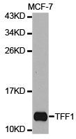 Western blot analysis of extracts of MCF-7 cell line, using TFF1 a
