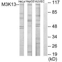 Western blot analysis of extracts from HeLa cells, HUVEC cells and HepG2 cells, using M3K13 antibody.