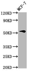 Western Blot Positive WB detected in: MCF-7 whole cell lysate All lanes: VTN antibody at 4.6µg/ml Secondary Goat polyclonal to rabbit IgG at 1/50000 dilution Predicted band size: 55 kDa Observed band size: 55 kDa