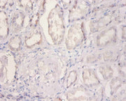 Immunohistochemistry of paraffin-embedded human kidney tissue using CSB-PA02989A0Rb at dilution of 1:100