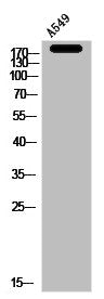 Western Blot analysis of A549 cells using PEG3 Polyclonal Antibody