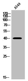 Western Blot analysis of A549 cells using PGD Polyclonal Antibody