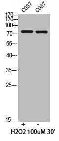 Western Blot analysis of COS7 cells using Phospho-PI 3-kinase p85/p55 (Y467/199) Polyclonal Antibody