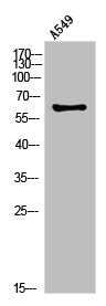 Western Blot analysis of A549 cells using tPA Polyclonal Antibody