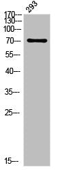 Western blot analysis of 293 using p-Plk (T210) antibody.