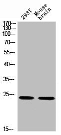 Western blot analysis of 293T MOUSE-BRAIN using p-14-3-3 θ/ (S232) antibody.