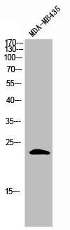 Western Blot analysis of MDA-MB-435 cells using GAS3 Polyclonal Antibody