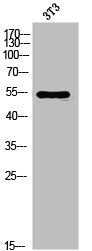 Western Blot analysis of 3T3 cells using FGFR-5 Polyclonal Antibody