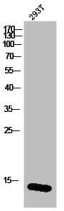 Western Blot analysis of 293T cells using Histone H2B Polyclonal Antibody