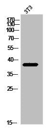 Western Blot analysis of 3T3 cells using MRP-L39 Polyclonal Antibody