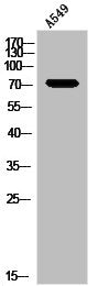 Western Blot analysis of A549 cells using RIAM Polyclonal Antibody
