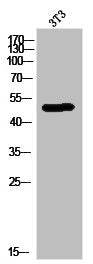 Western Blot analysis of 3T3 cells using PPAR-α Polyclonal Antibody