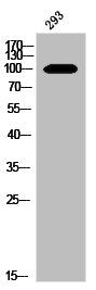Western Blot analysis of 293 cells using BCAS3 Polyclonal Antibody