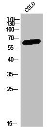 Western Blot analysis of CoLo cells using CDKAL1 Polyclonal Antibody